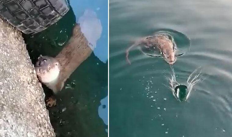 Bursa’da görüntülendi… “Gel pisi pisi, gel pisi pisi” diye çağırdı